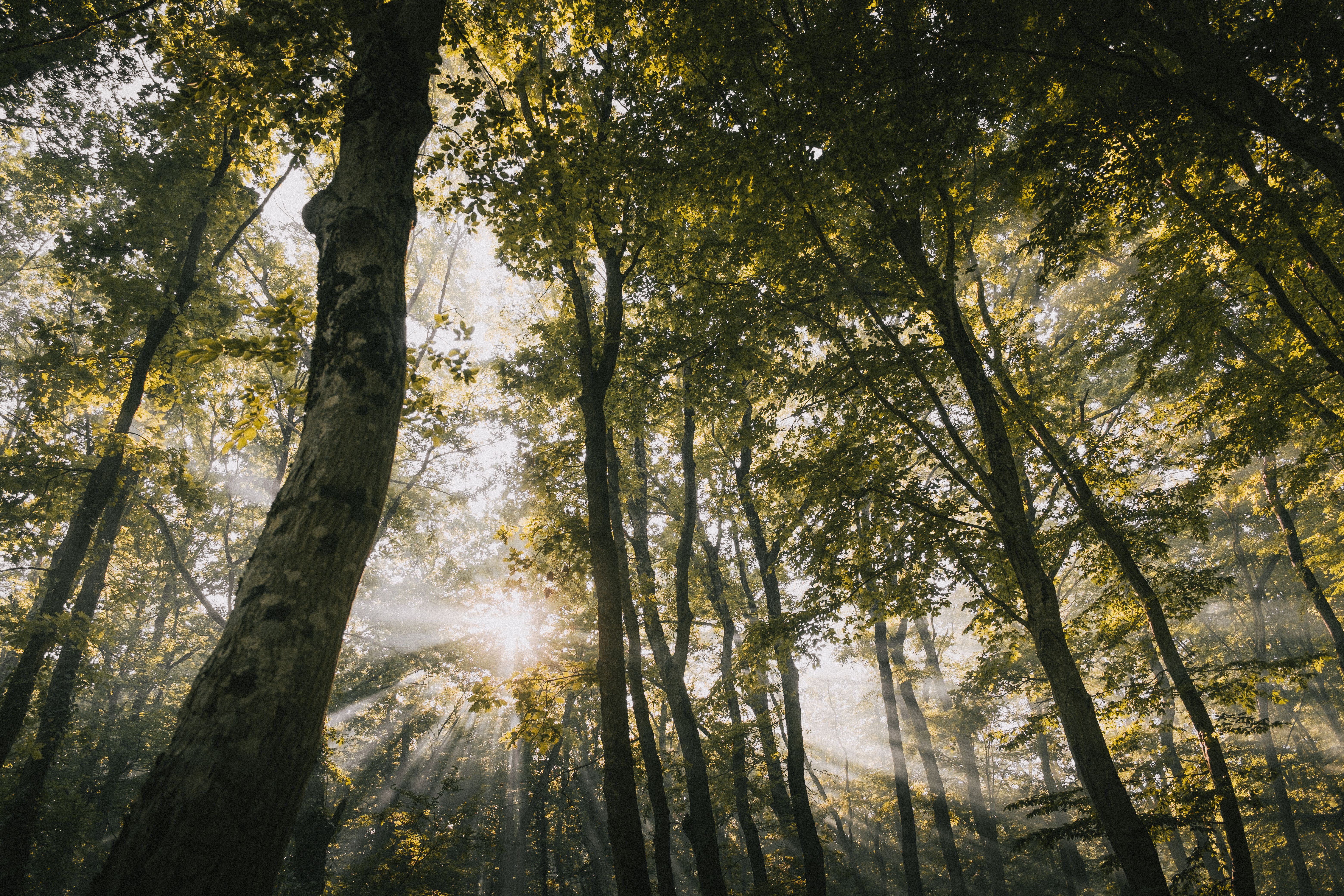 Sunbeams through tall forest canopy in wooded Butler County Pennsylvania near Woodbine Oaks
