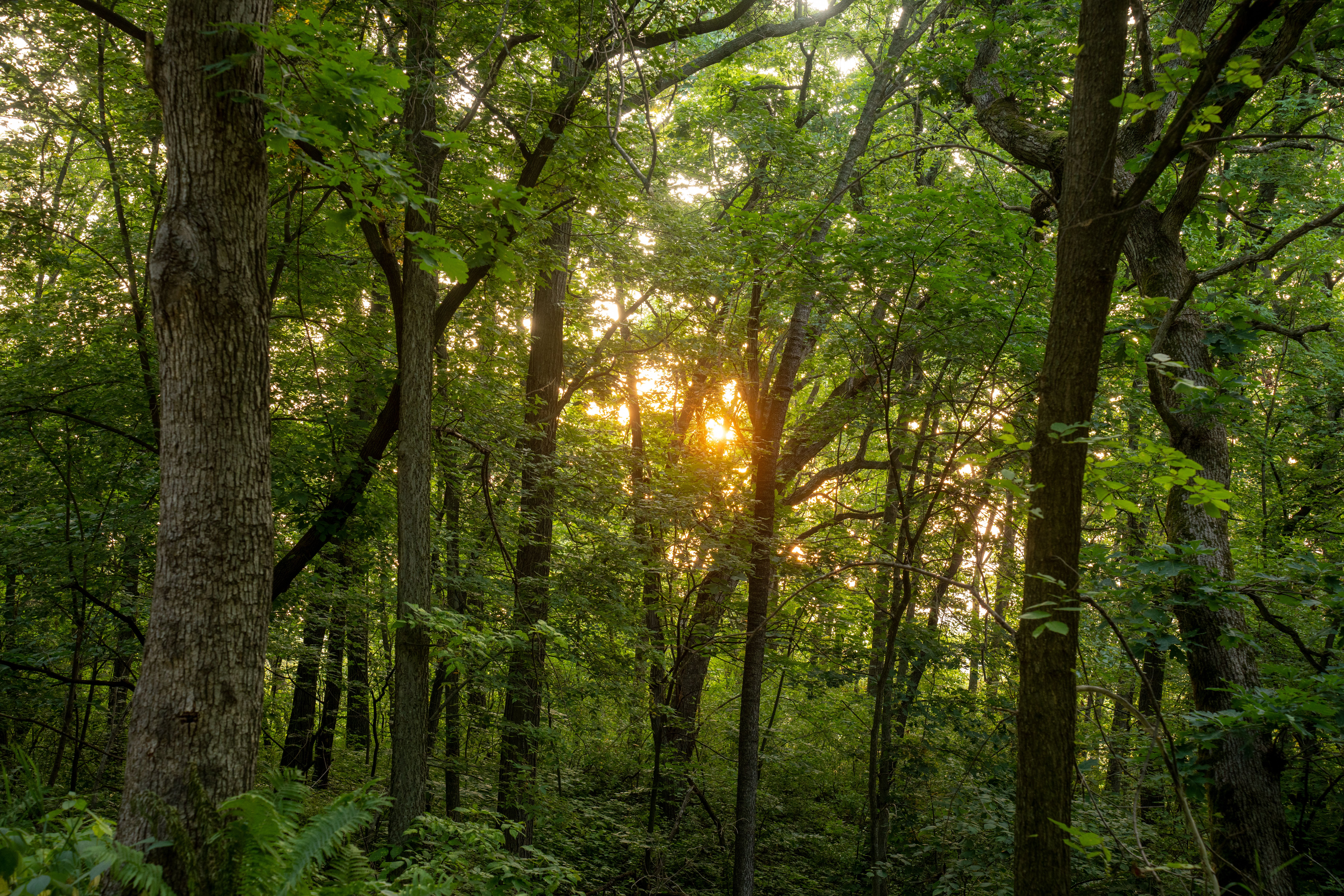 Sunlit forest at Woodbine Oaks Mobile Home Park in Butler PA