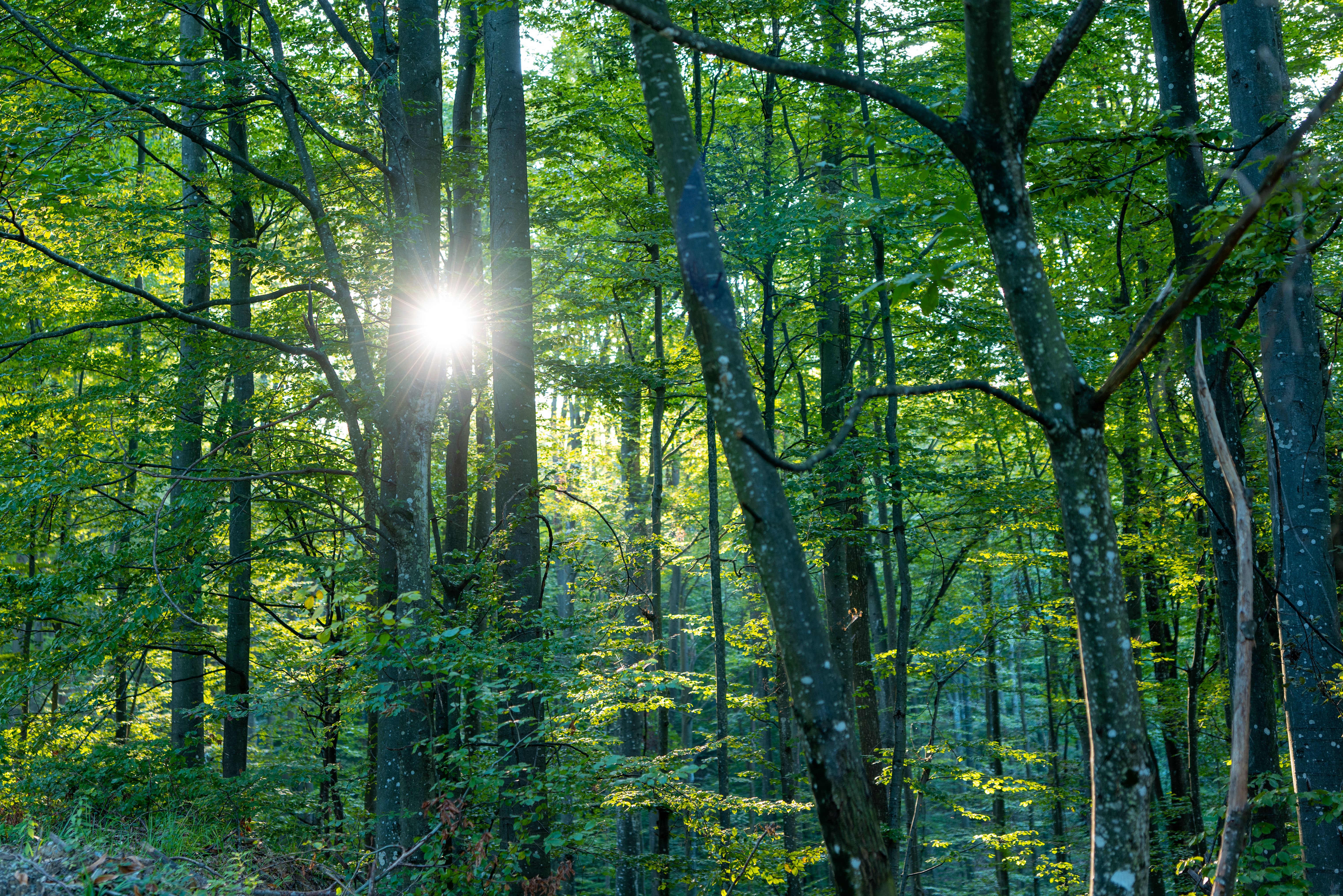 Sunlight through mature green forest at the wooded setting of Woodbine Oaks Mobile Home Park in Butler PA